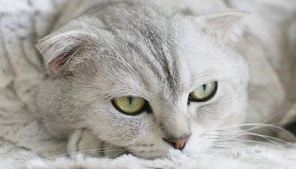 安吉怎么找黄牛代办的最新政策(2025年安吉怎么找黄牛代办业务分享)